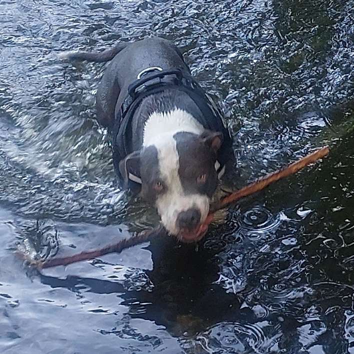 Hundetreffen-Spazieren gehen Wald, Feld usw.-Profilbild