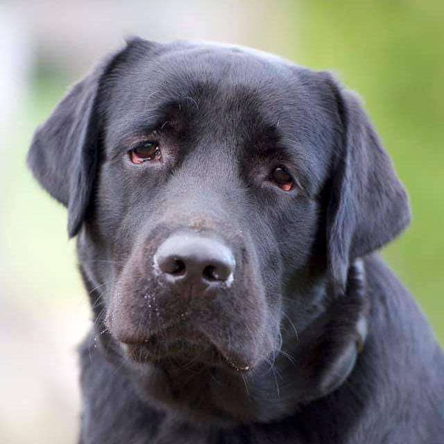 Hundetreffen-Gassirunde oder Spielen-Profilbild