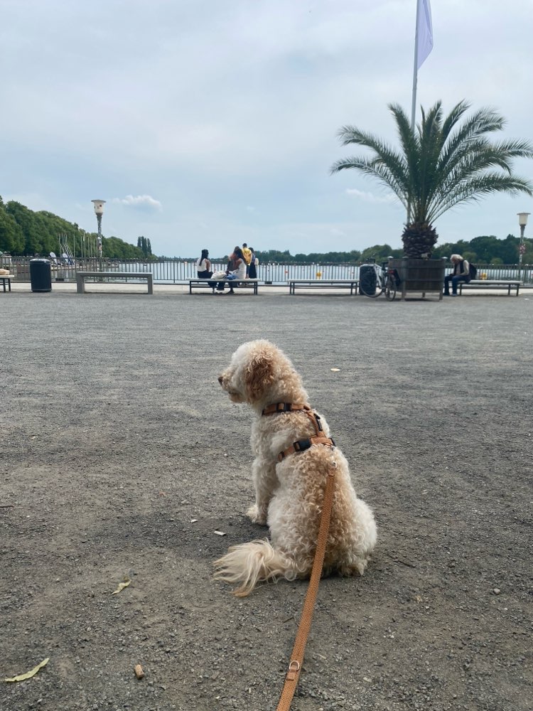Hundetreffen-Uno freut sich auf neue Spielkameraden! 🐶-Profilbild