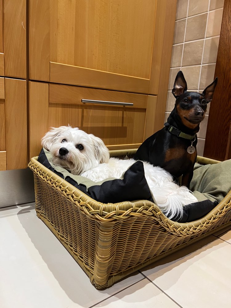Hundetreffen-Kleine Hunde - Große Freude! 🐶-Profilbild