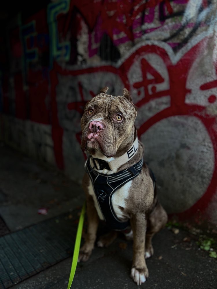 Hundetreffen-Hunde treffen / spielfreunde-Profilbild
