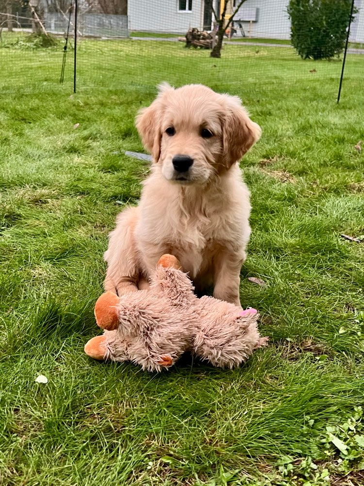 Hundetreffen-Treffen mit souveränen erwachsenen Hunden-Profilbild