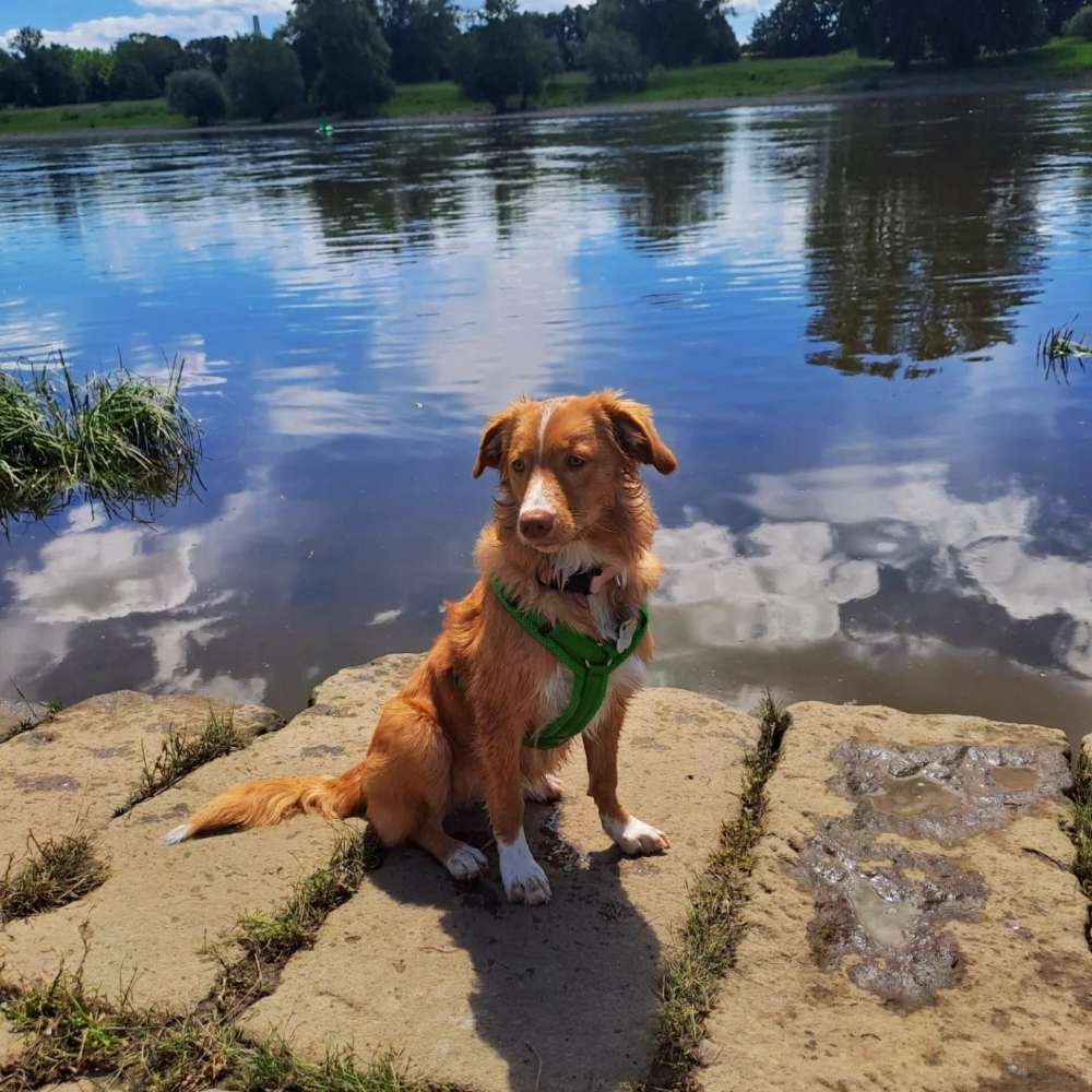 Hundetreffen-Suchen aktive Junghunde / Welpen als Spielkameraden-Profilbild