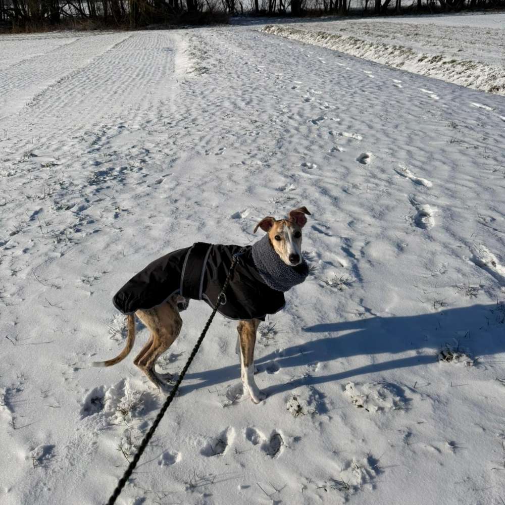 Hundetreffen-Spiel und Gassipartner gesucht!-Profilbild