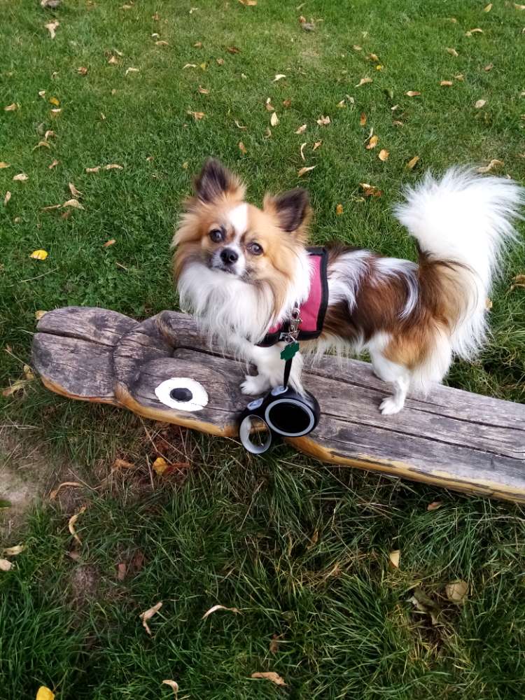 Hundetreffen-Spaziergänge-Profilbild