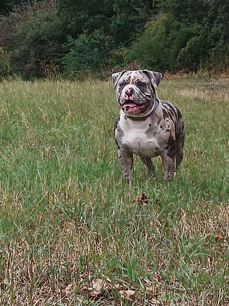 Hundetreffen-Kleiner Adolpho sucht Spiel partner-Profilbild