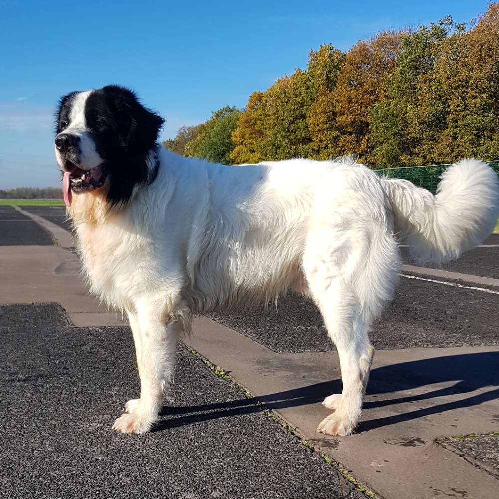 Hundetreffen-Spiel und Toberunde-Profilbild