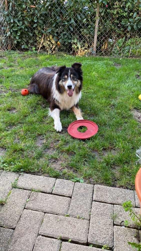 Hundetreffen-Treffen-Profilbild