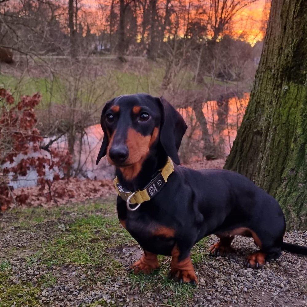 Hundetreffen-Hund treffen in Moers-Profilbild