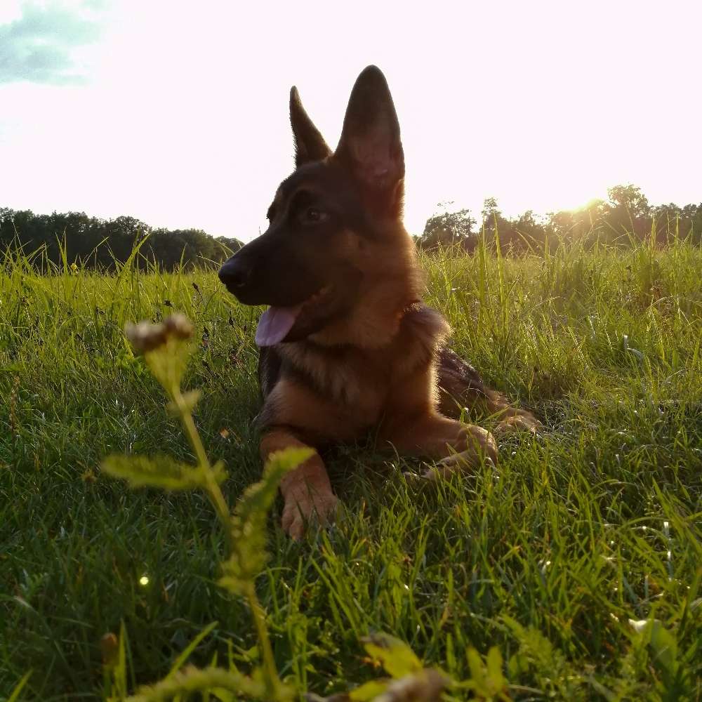 Hundetreffen-Gassirunde-Profilbild