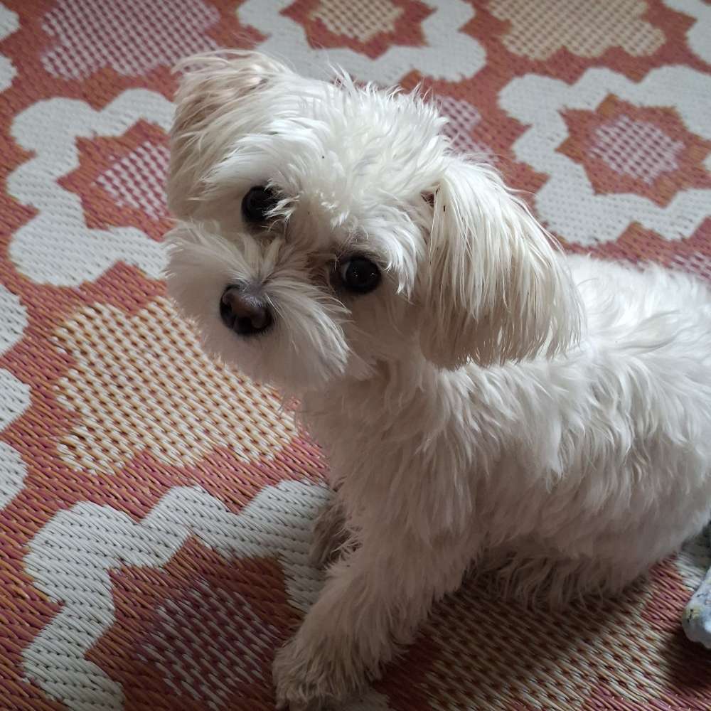 Hundetreffen-Am Osterdeich Nähe Weserterrassen-Profilbild