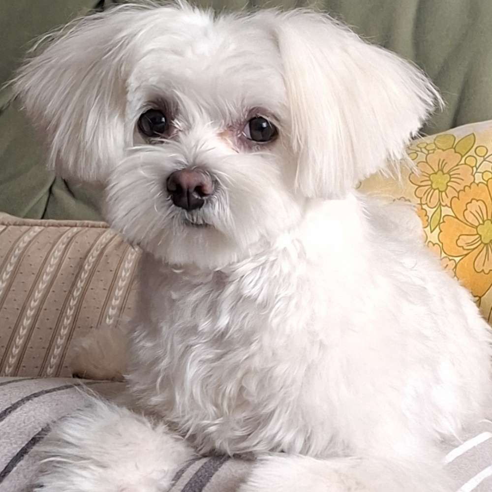 Hundetreffen-Welpen Treff-Profilbild