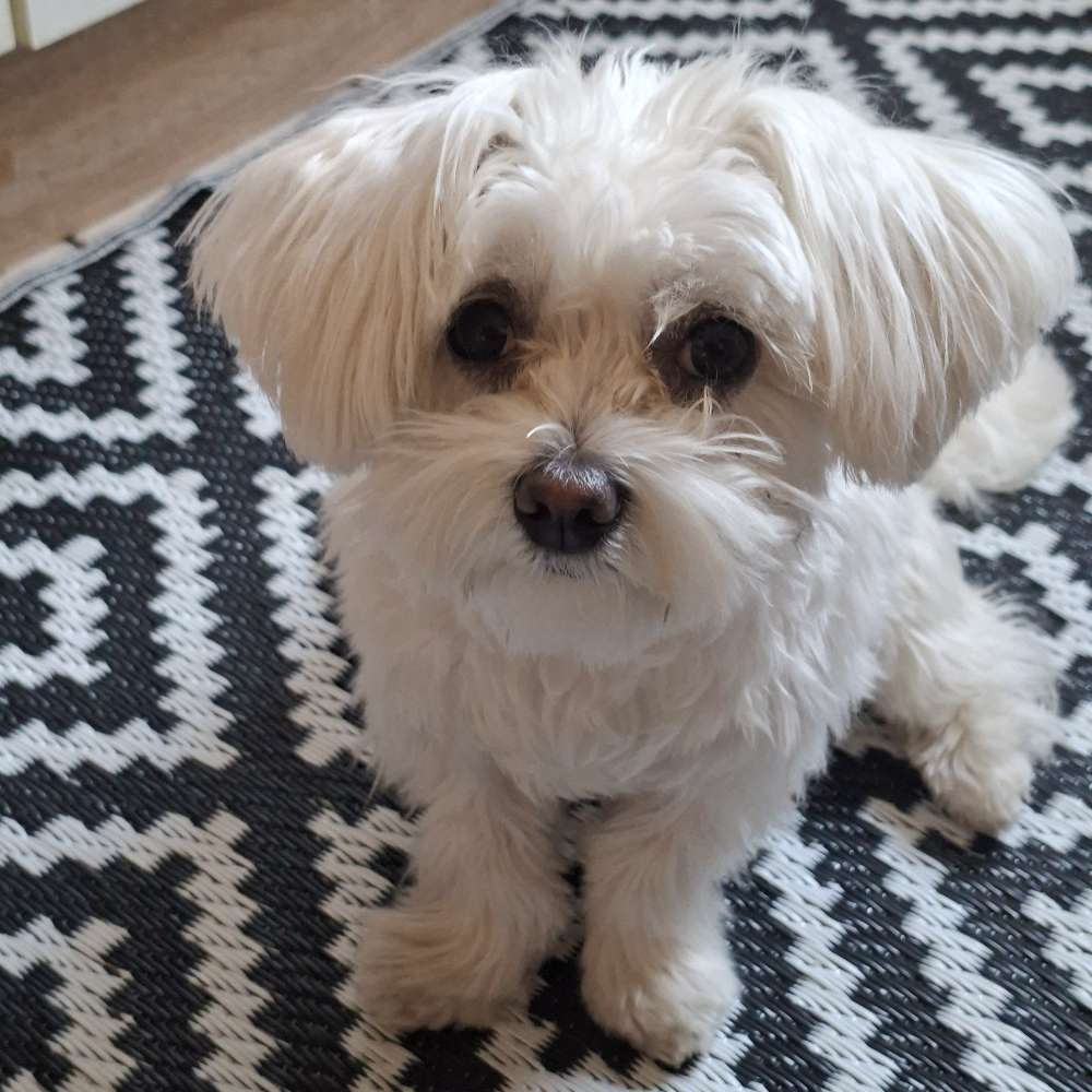 Hundetreffen-Welpen Treff-Profilbild