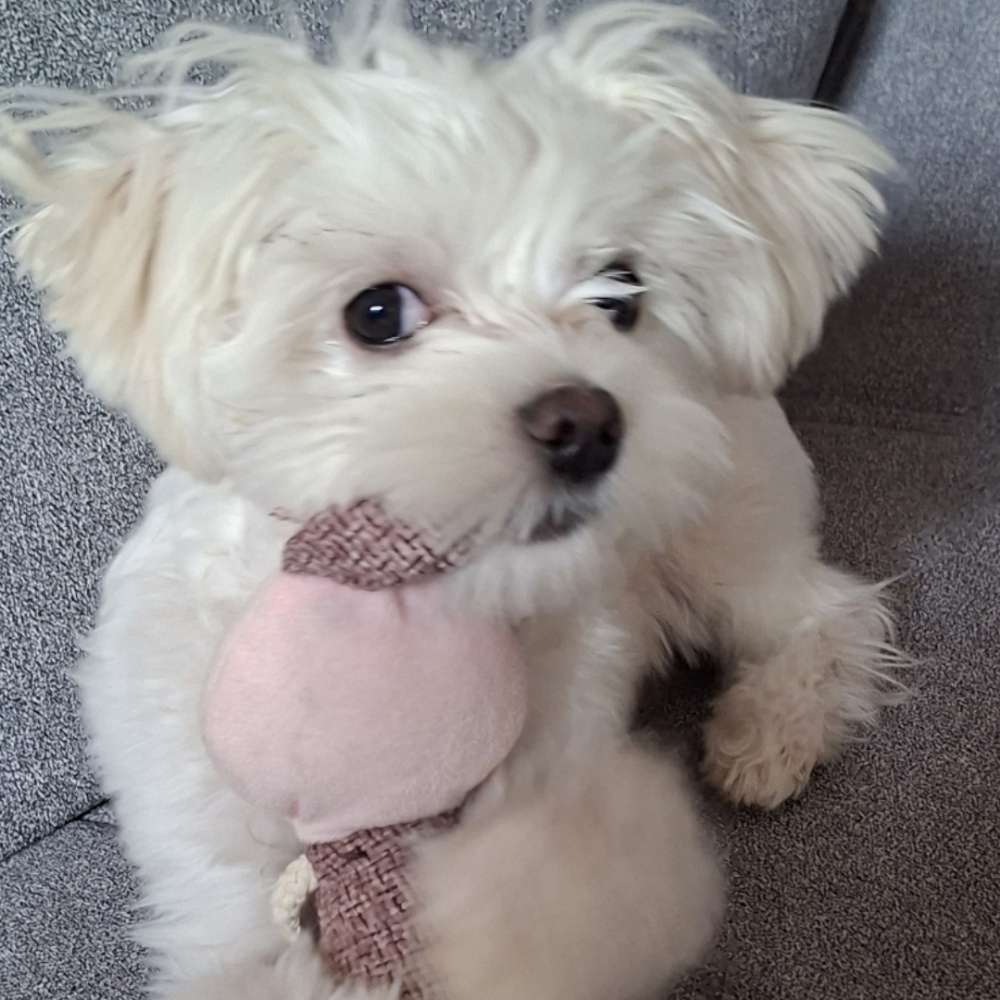 Hundetreffen-Am Osterdeich Nähe Weserterrassen-Profilbild