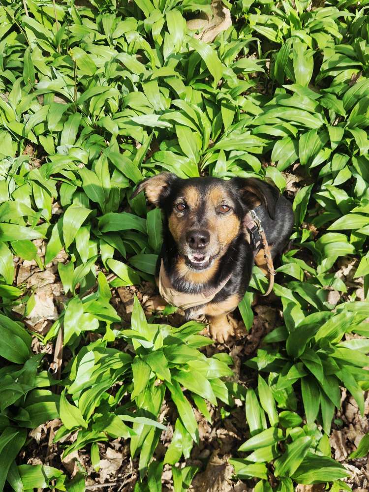 Hundetreffen-Biete / suche Dackelkontakt 😉-Profilbild