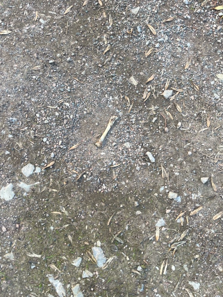 Giftköder-Hähnchenknochen neben dem Spielplatz-Profilbild