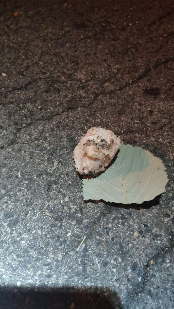 Giftköder-Eventuell Giftköder-Profilbild