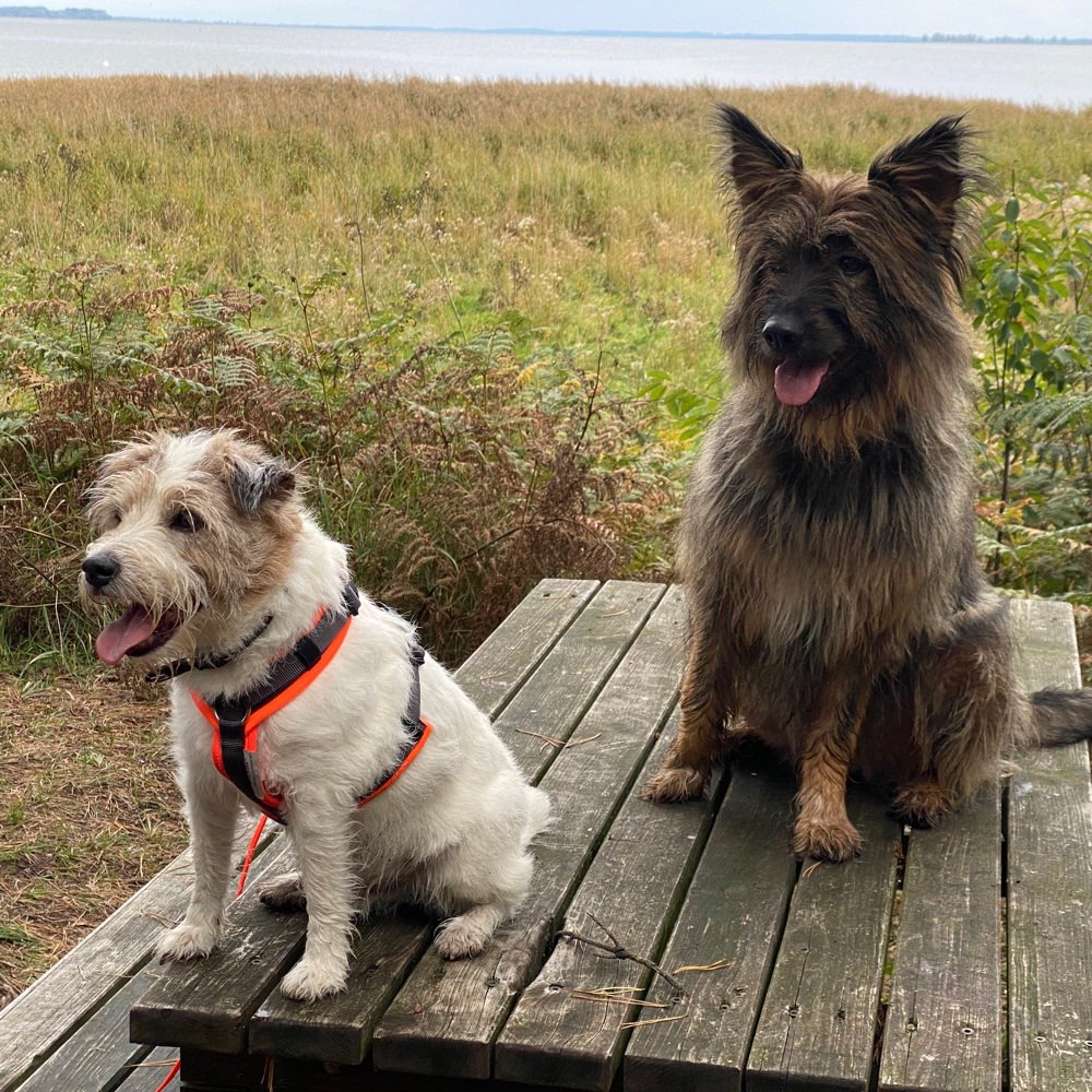 Hundetreffen-Gemeinsame Hunderunden mit souveränen, größeren Hunden-Profilbild