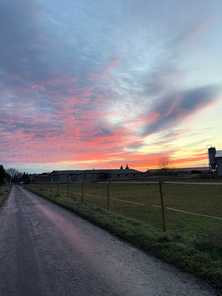 Hundetreffen-Treffen auf den Saalewiesen-Profilbild
