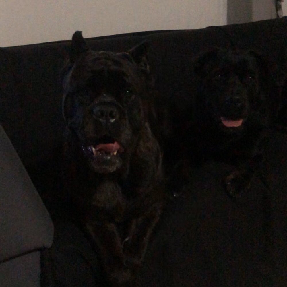 Hundetreffen-Social Walk/Gassi Partner gesucht in loccum-Profilbild