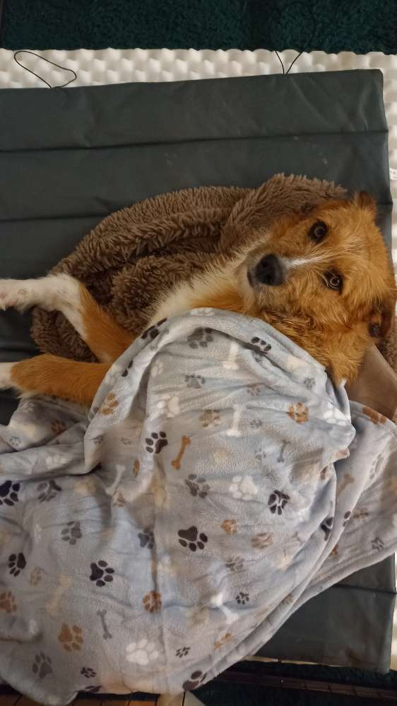 Hundetreffen-Gassi & Spielzeit-Profilbild