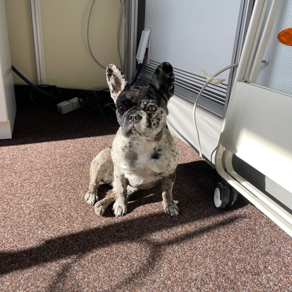 Hundetreffen-Gassi Runde Ahrensburg-Profilbild