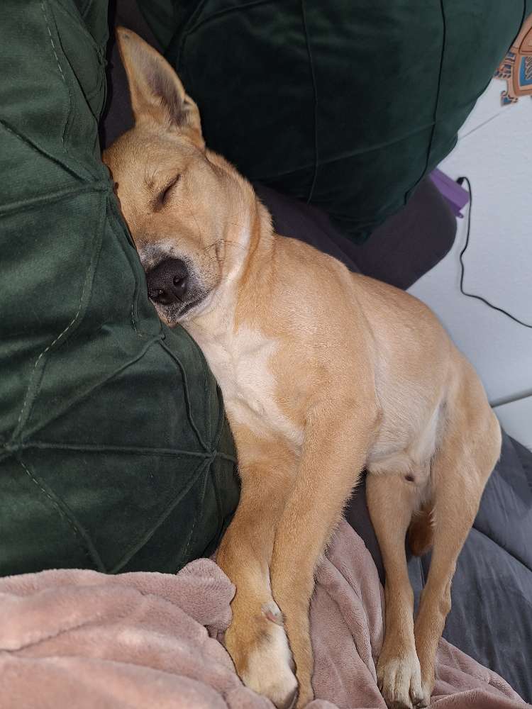 Hundetreffen-Suchen Gassi Kumpel :-)-Profilbild