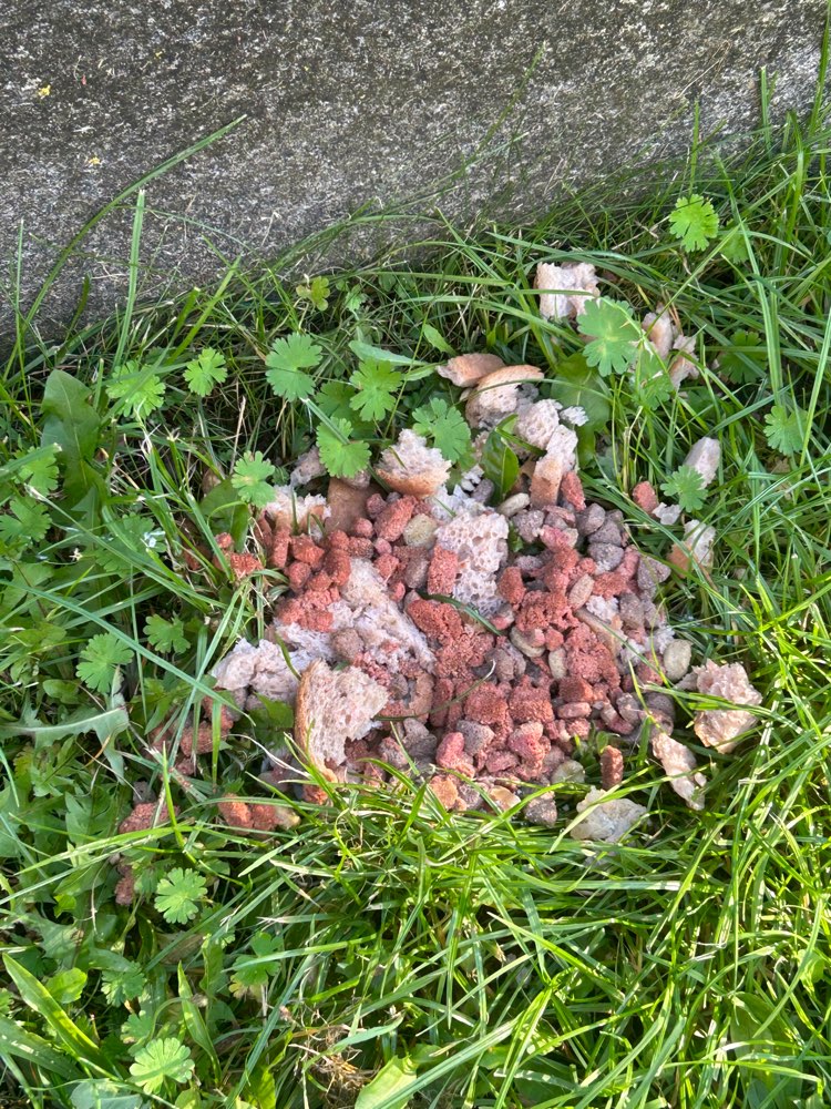 Giftköder-Eventuell Giftköder-Profilbild