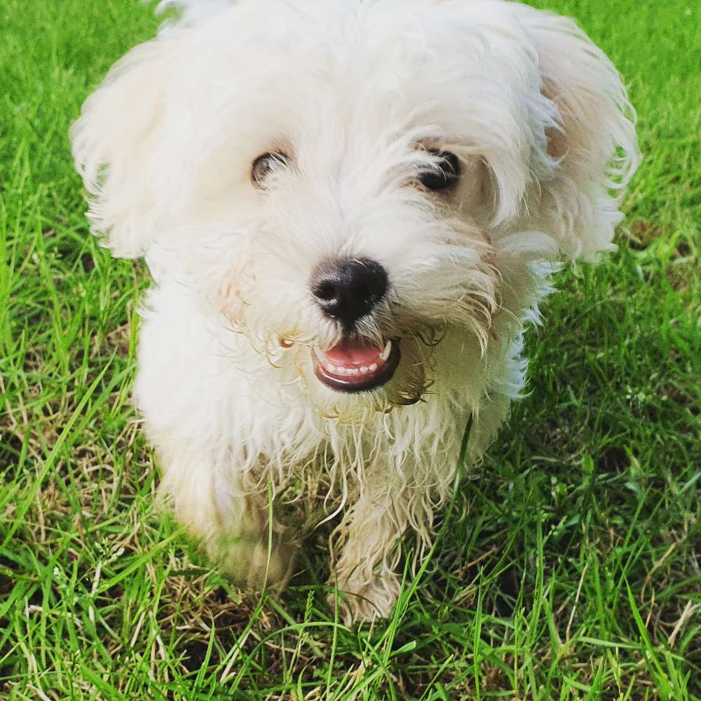 Hundetreffen-Spielrunde 🦮🐕-Profilbild