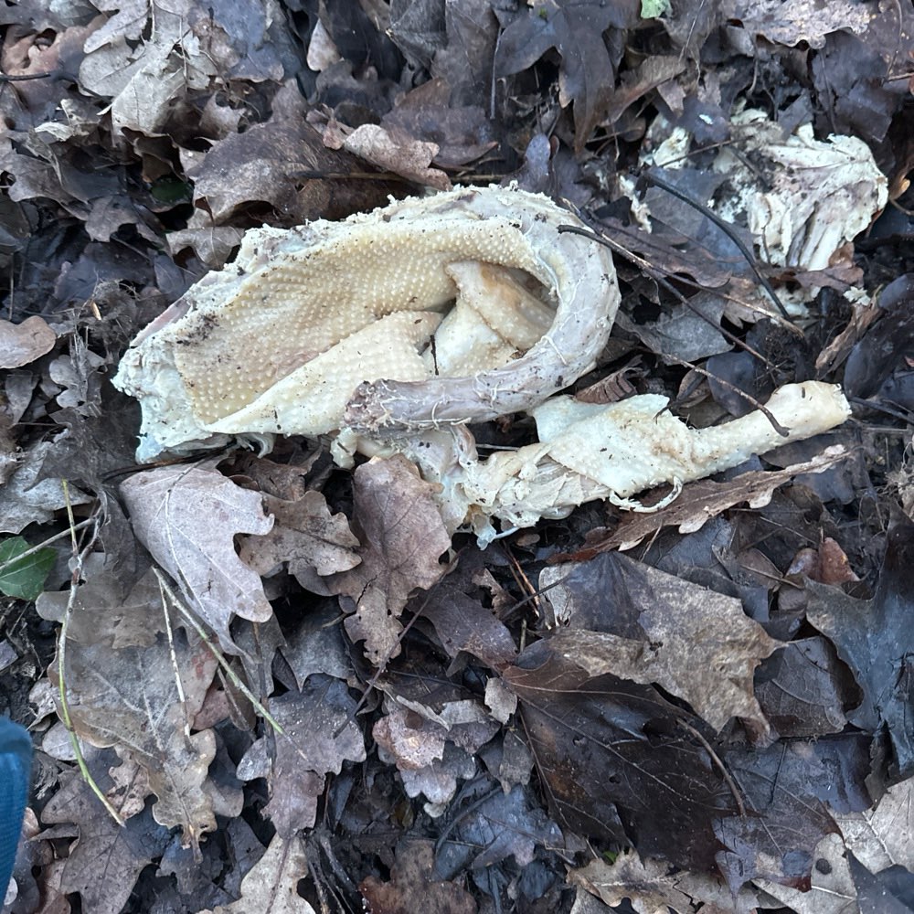 Giftköder-Halbes Hähnchen-Profilbild