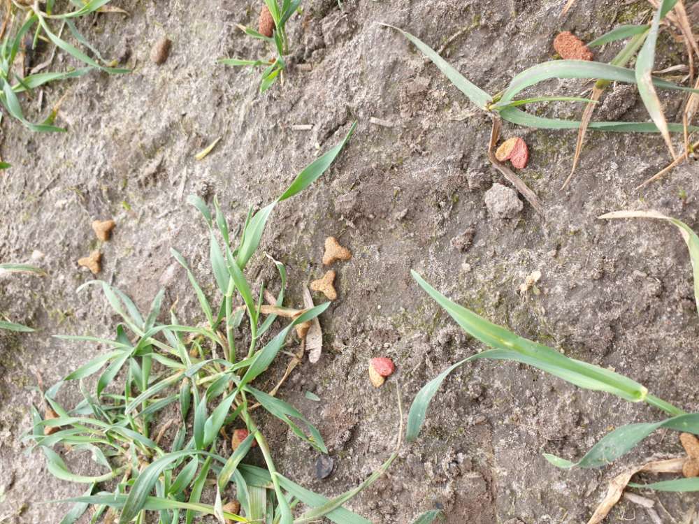 Giftköder-Gestreute Leckerli-Profilbild