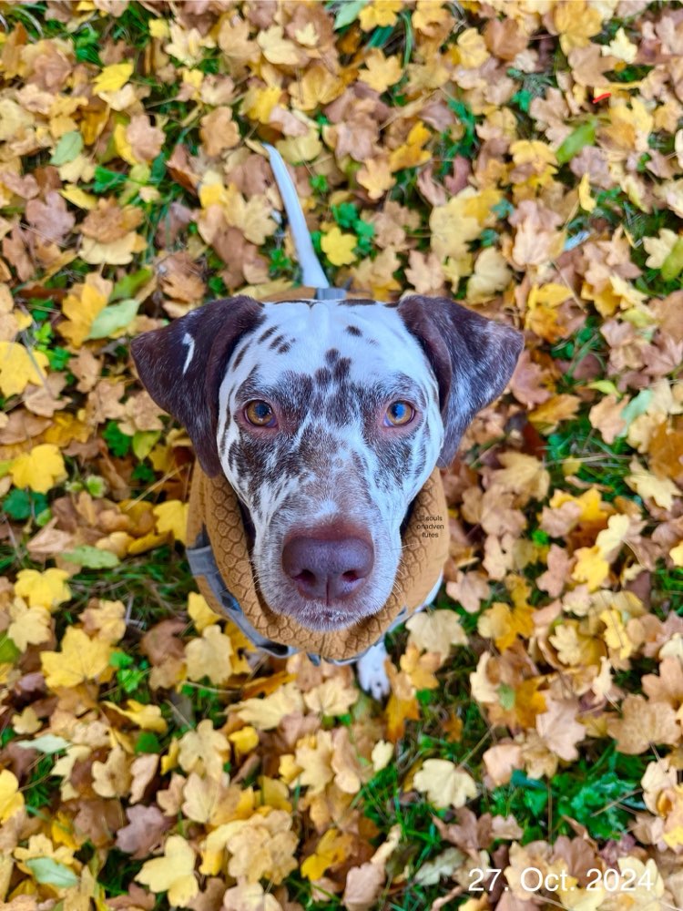 Hundetreffen-Hundetreffen-Profilbild