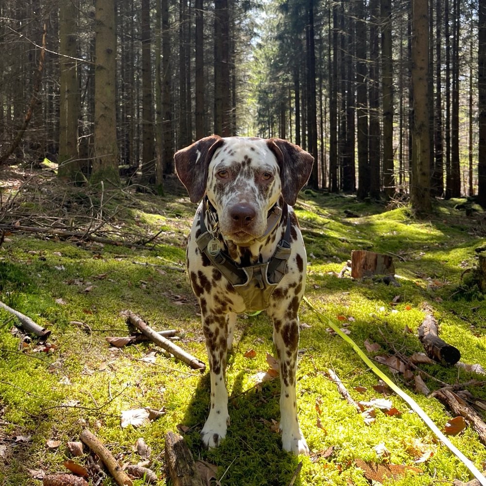 Hundetreffen-Hundetreffen-Profilbild