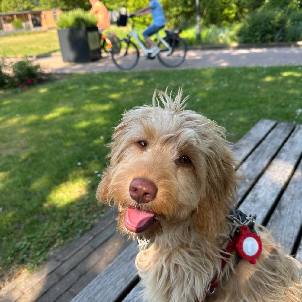 Hundetreffen-Gassi-Spielrunde-Profilbild