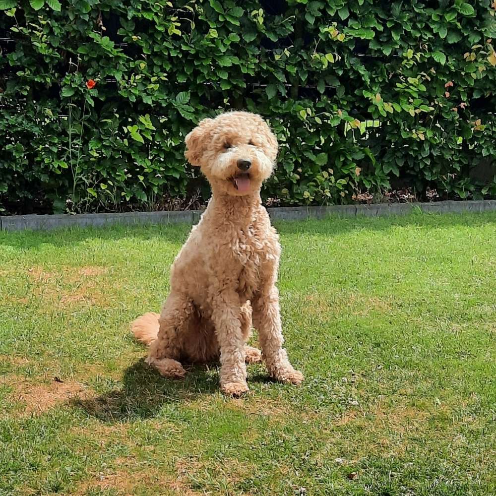 Hundetreffen-Spieltreff-Profilbild