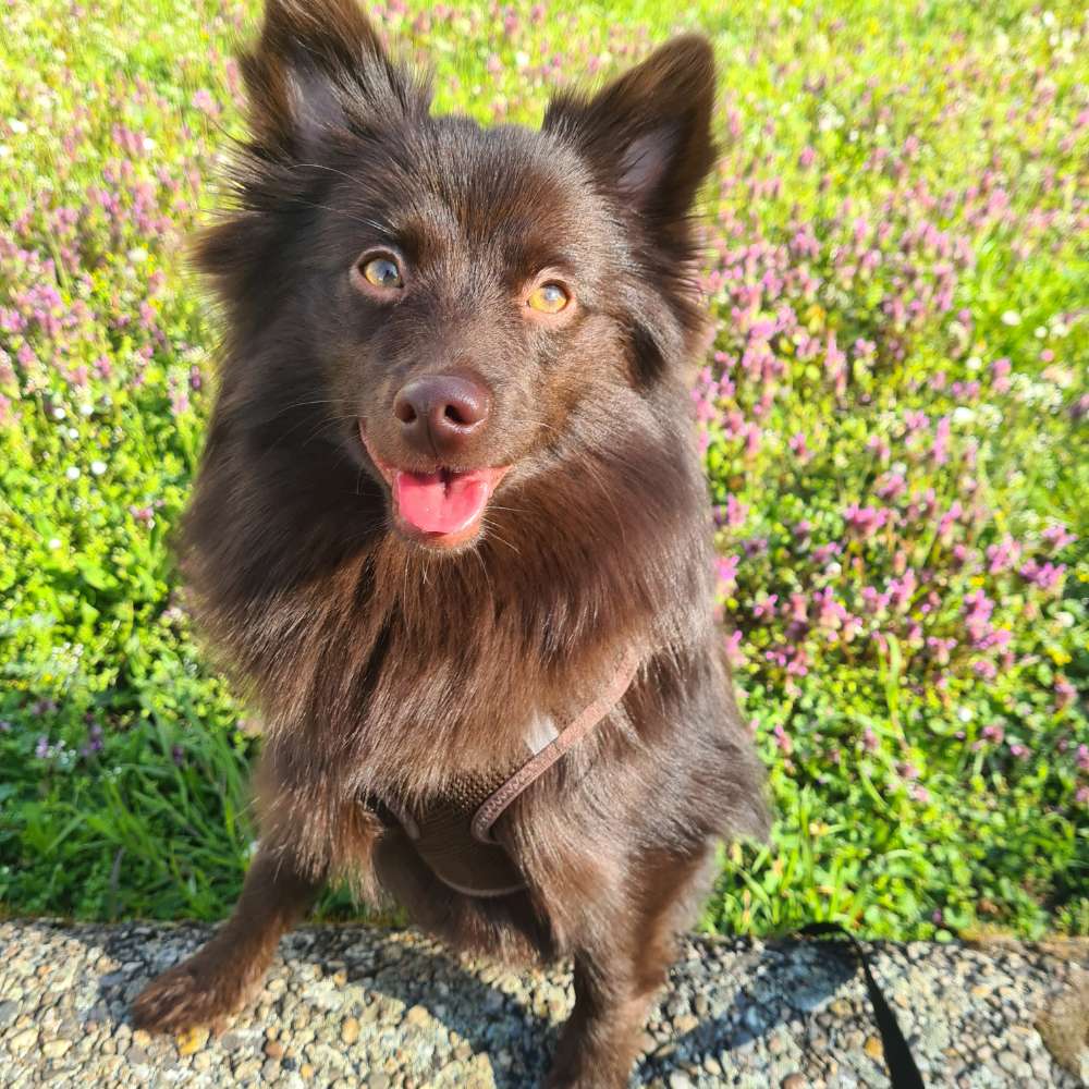 Hundetreffen-Spielgefährte/Gassibuddy gesucht (Halle-Neustadt)-Profilbild