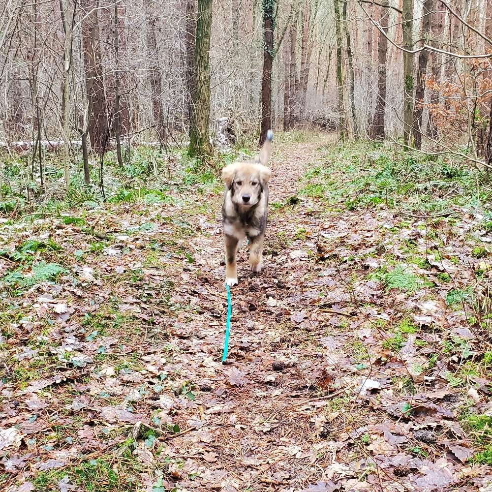 Hundetreffen-Spaziergänge gesucht-Profilbild