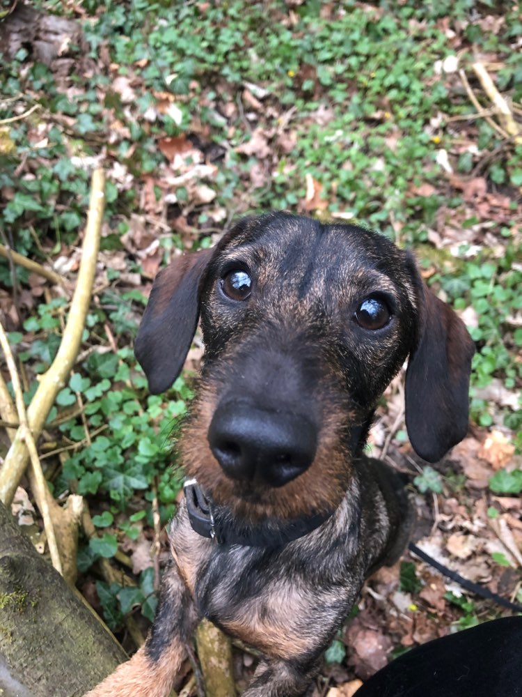 Hundetreffen-DACKEL SPAZIERGANG-Profilbild