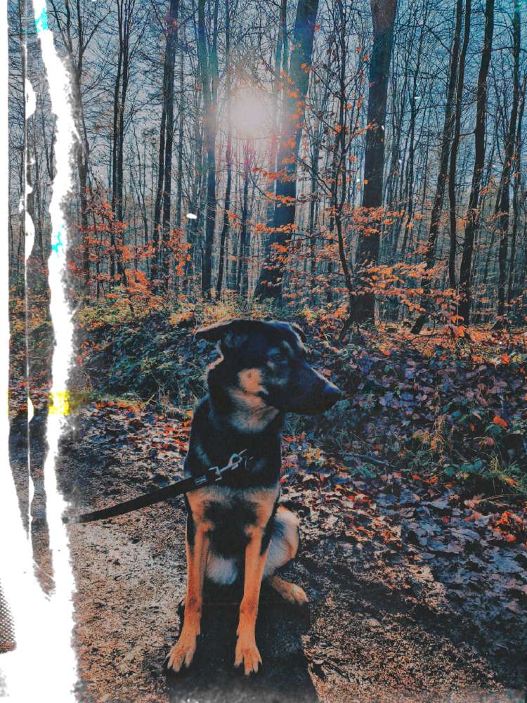 Hundetreffen-Gassirunde-Profilbild