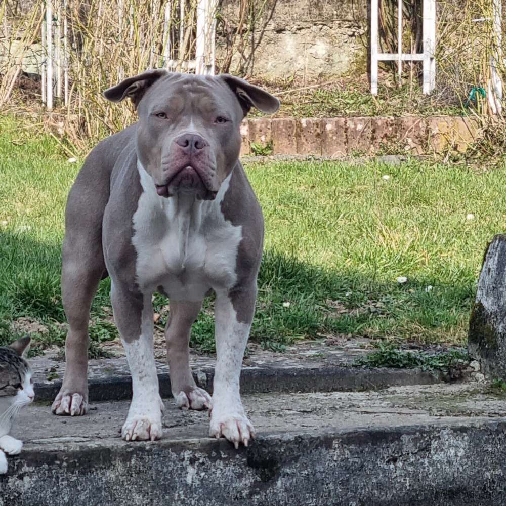 Hundetreffen-Suche jmd zu spielen für mein pocket bully Wilma-Profilbild