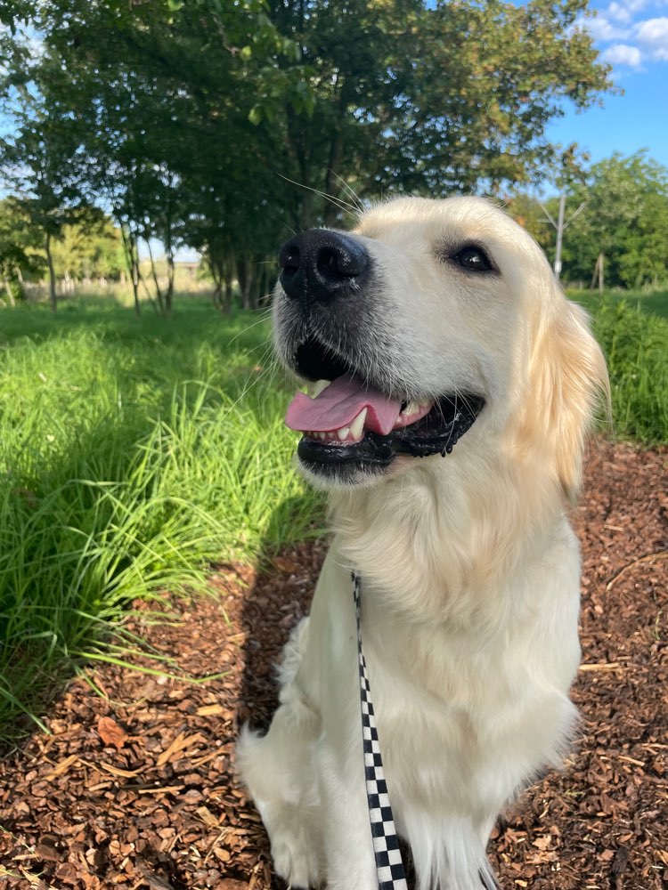 Hundetreffen-Spielrunde mit Chilly-Profilbild