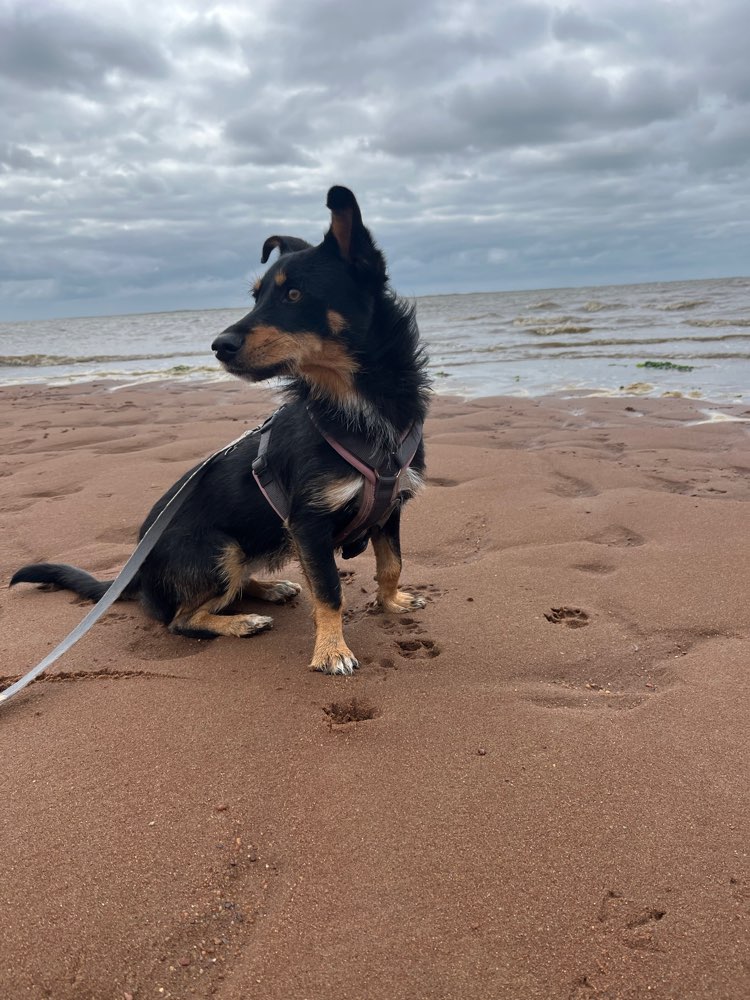 Hundetreffen-Gassipartner/ Playdate-Profilbild