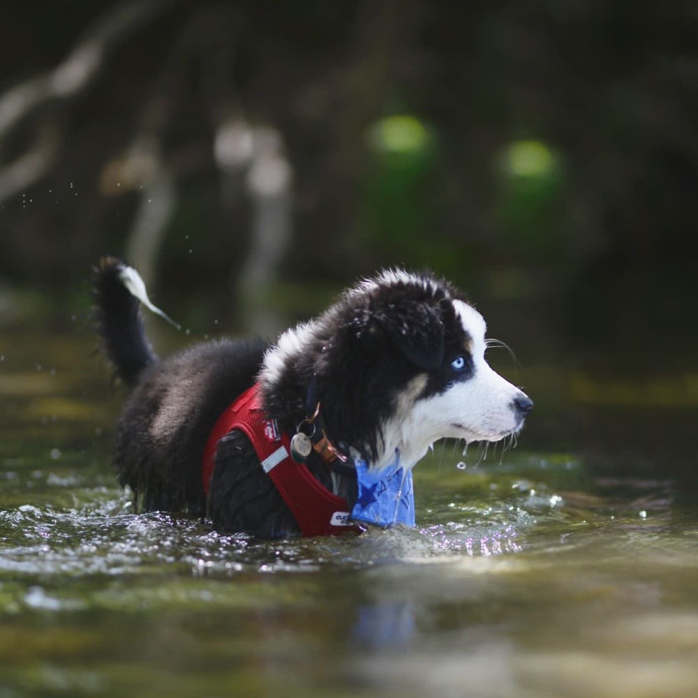 Hundetreffen-Welpentreffen Sankt Valentin-Profilbild