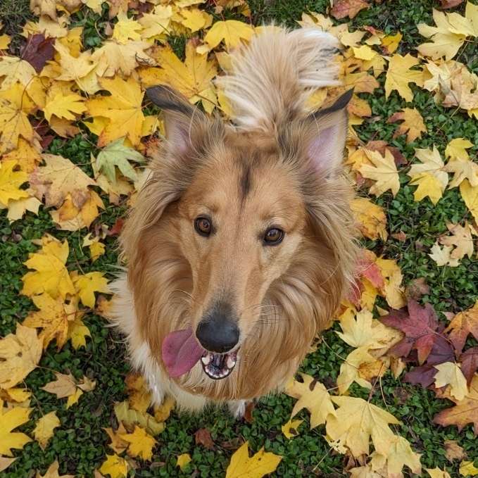 Hundetreffen-Gemeinsam Gassi/Spielen-Profilbild