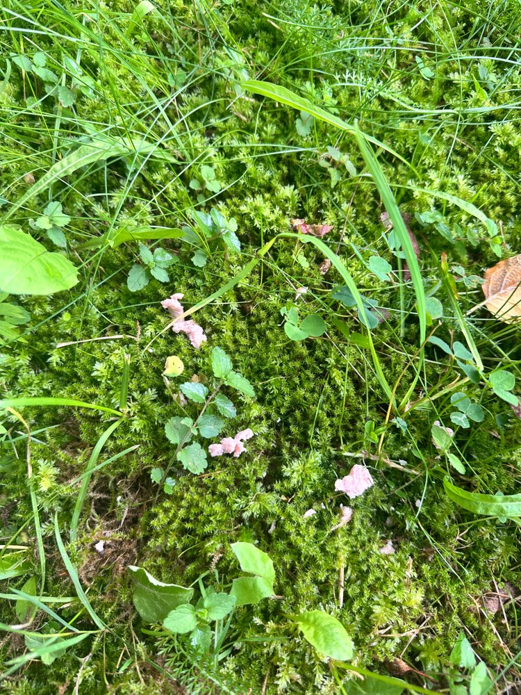 Giftköder-Erneut Fleisch, wahrscheinlich mit Gift-Profilbild