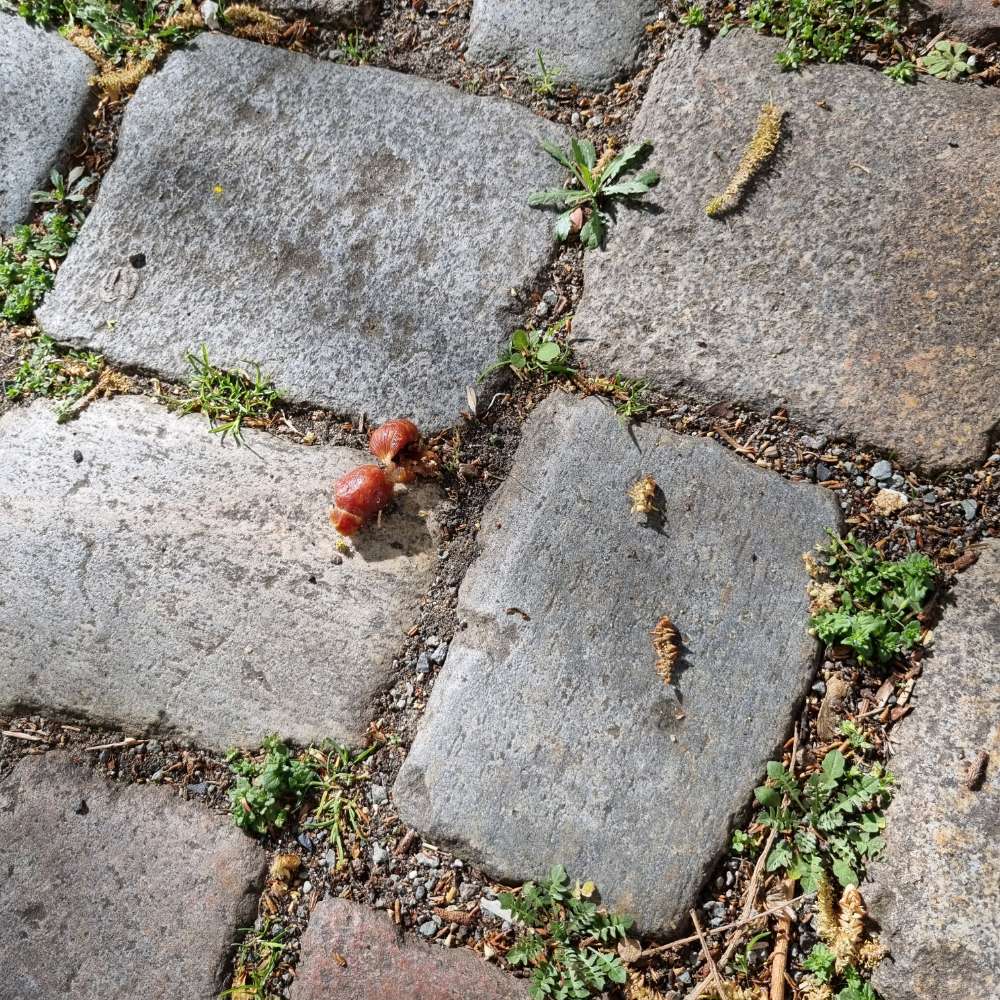 Giftköder-Rattengift-Profilbild