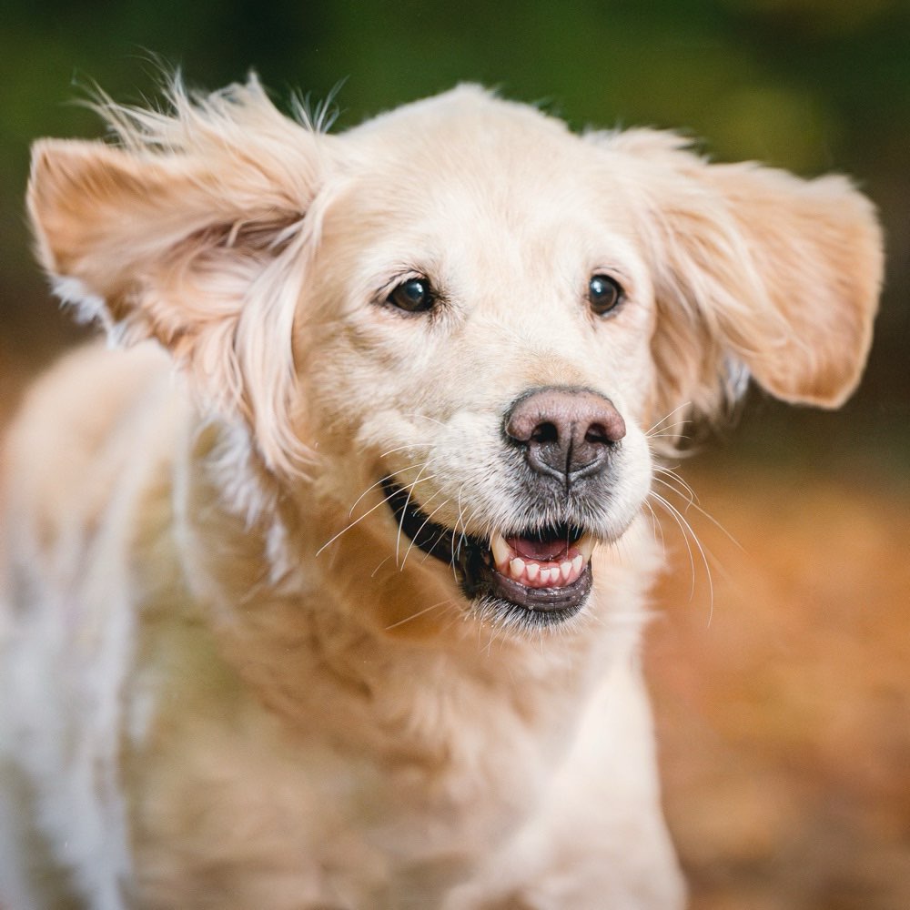 Hundetreffen-Mantrailing-Profilbild