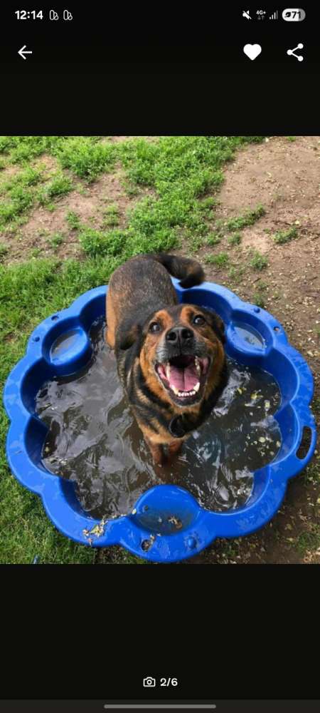 Hundetreffen-Spielpartner in Delmenhorst/Umgebung-Profilbild