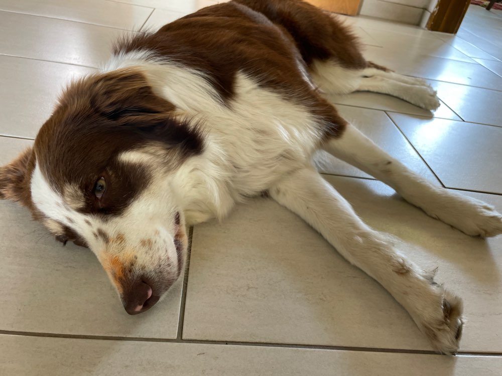 Giftköder-Möglicher Giftköder in Ravioli Dose-Profilbild