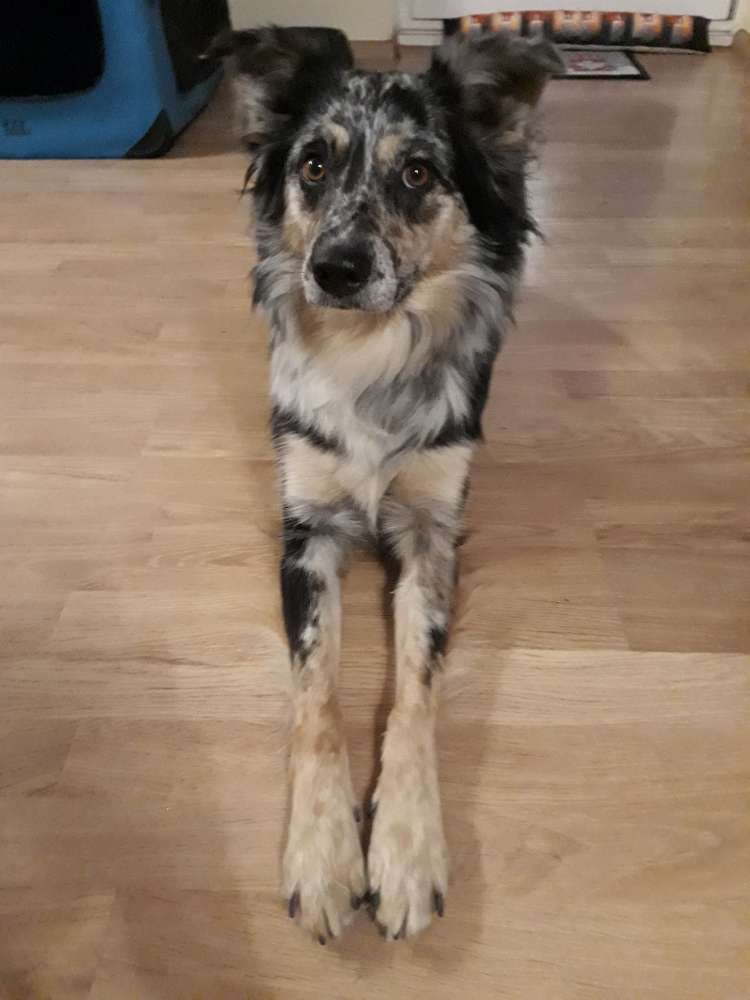 Hundetreffen-Gassitreffen und Socialwalk in Ansbach o. Umgebung-Profilbild